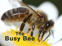 The_Busy_Bee